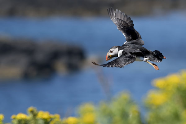 Macareux moine - Ecosse - Île de Lunga - 13/07/2016