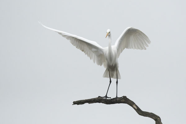 Grande aigrette - St Cyr (86) - 08/01/2017