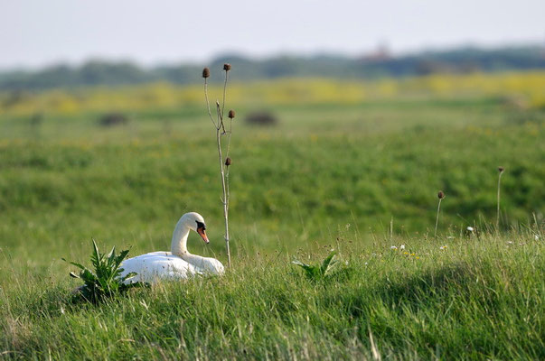 Cygne tuberculé - Ile d'Oléron - 26/04/2011