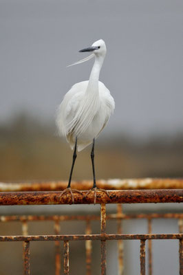 Aigrette garzette  - Egretta garzetta 