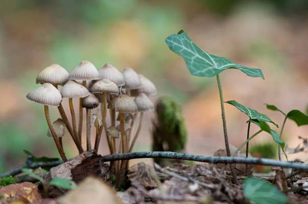 Champignon non déterminé