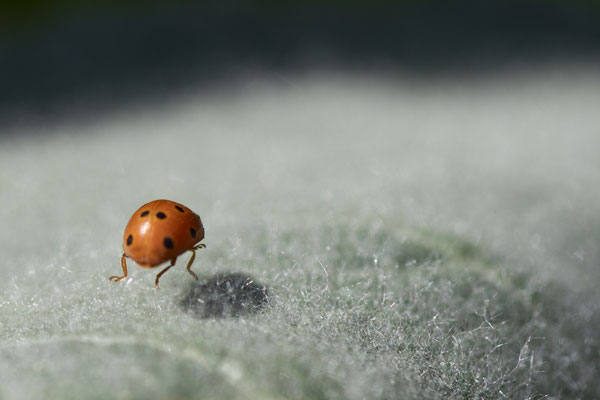 Coccinelle de la bryone - Buxerolles (86) - 23/03/2019