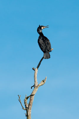 Grand cormoran - Saint-Cyr (86) - 19/04/2015