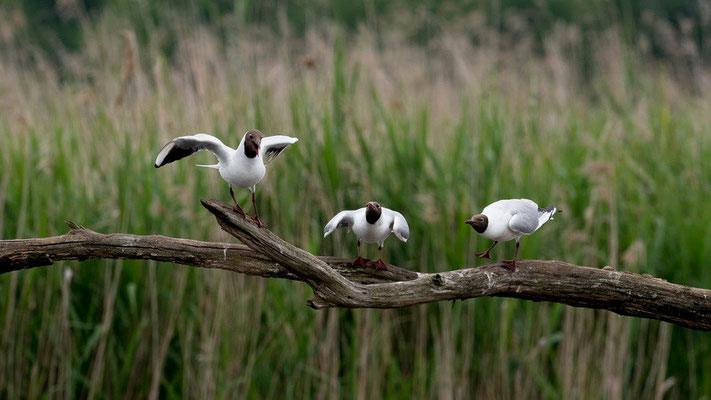 Les trois comparses - Mouette rieuse