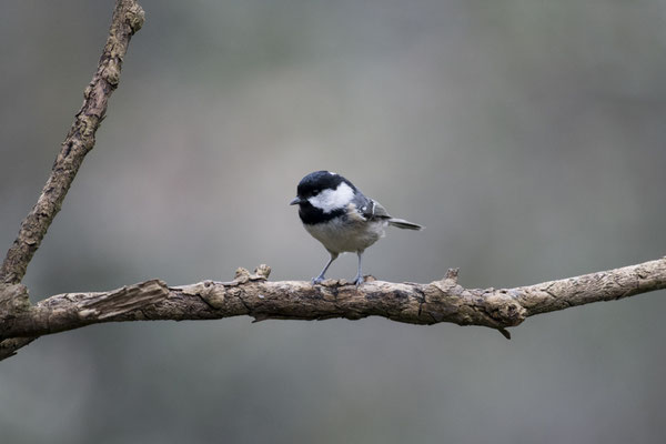 Mésange noire - Buxerolles (86) - 09/01/2018