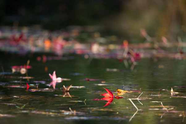 Feuilles à la dérive