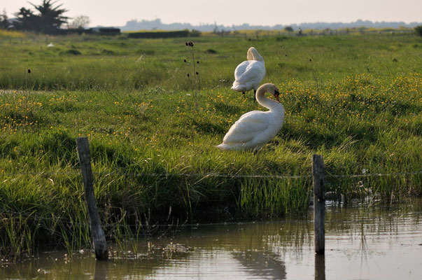 Cygne tuberculé - Ile d'Oléron - 26/04/2011