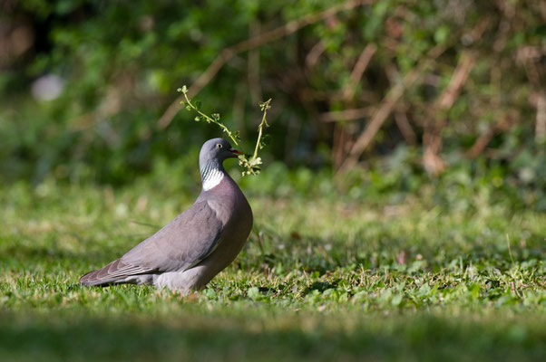 Pigeon ramier - Buxerolles (86) - 18/04/2015