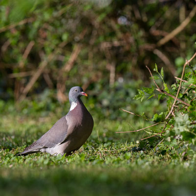 Pigeon ramier - Buxerolles (86) - 18/04/2015