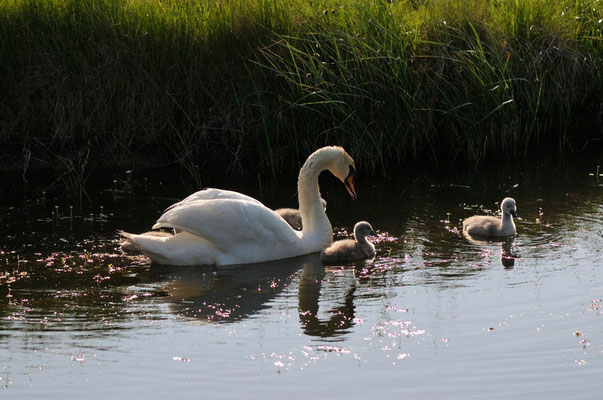 Cygne tuberculé - Ile d'Oléron - 26/04/2011