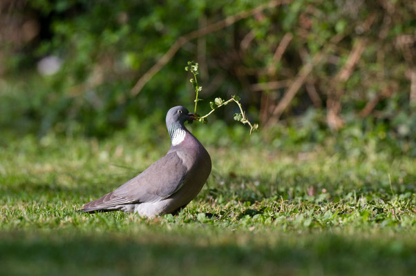 Pigeon ramier - Buxerolles (86) - 18/04/2015