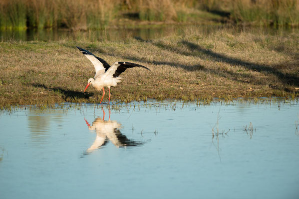 Cigogne blanche - Saint Cyr (86) - 12/04/2015