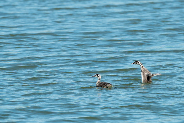 Bientôt je volerai comme papa et maman - Saint Cyr (86) - 18/04/2015