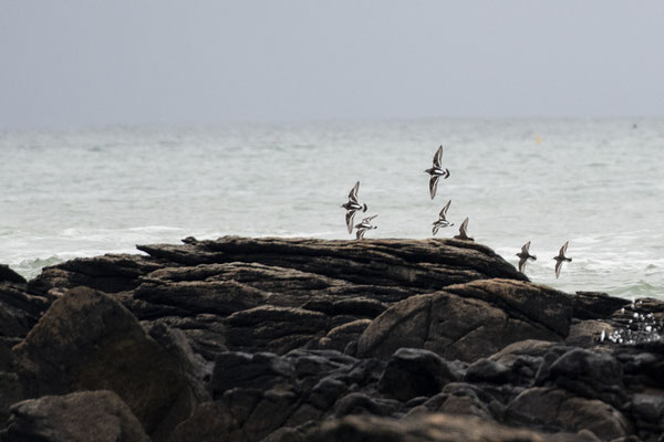 Tournepierre à collier - Île d'Yeu - 12/05/2018