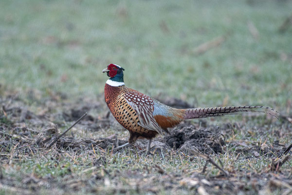 Faisan de Colchide  ♂  - Gennes-Val-de-Loire (49) - 10/01/2021