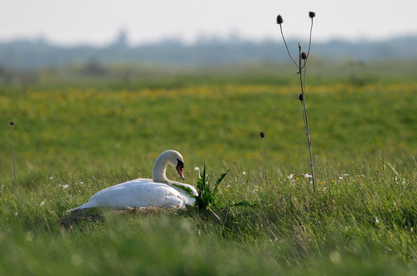 Cygne tuberculé - Ile d'Oléron - 26/04/2011