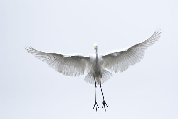 Grande aigrette - St Cyr (86) - 08/01/2017