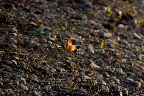 Martin pêcheur - St Cyr (86) - 07/11/2015