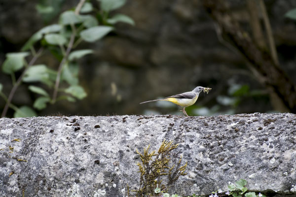 Bergeronette des ruisseaux - Chasseneuil (86) - 03/07/2016