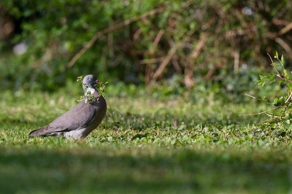 Pigeon ramier - Buxerolles (86) - 18/04/2015