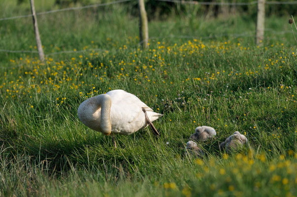 Cygne tuberculé - Ile d'Oléron - 26/04/2011