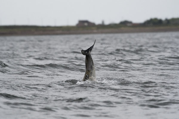 Grand dauphin - Chanory point (Ecosse) - 07/2016