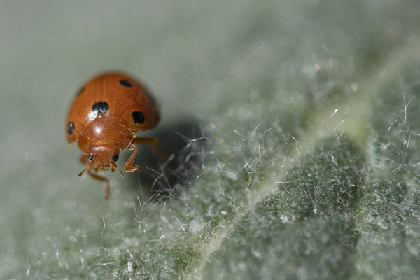 Coccinelle de la bryone - Buxerolles (86) - 23/03/2019