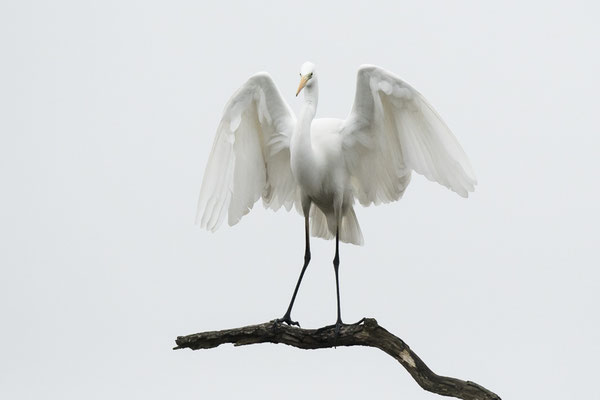 Grande aigrette - St Cyr (86) - 08/01/2017