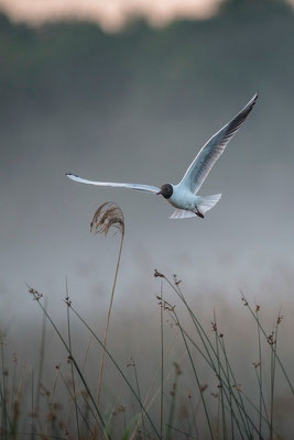 Vol dans le brouillard - Mouette rieuse