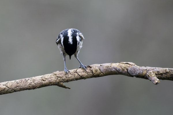 Mésange noire - Buxerolles (86) - 09/01/2018