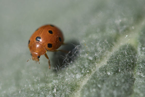 Coccinelle de la bryone - Buxerolles (86) - 23/03/2019