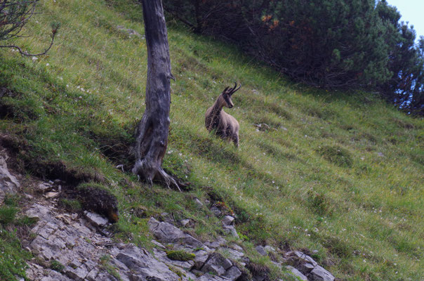 Gamswild in freier Natur
