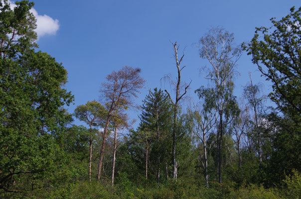 Kiefern und Birken sind kahl (Lkr. Neustadt/Aisch-Bad Windsheim). 