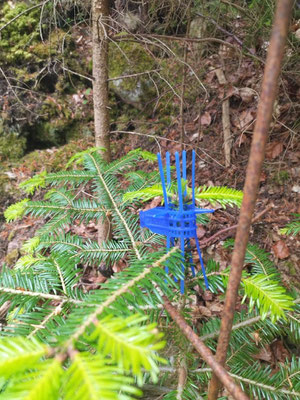 pointe du sapin protégée par un clip en plastique pour éviter que les cerfs ou les daims ne la mordent