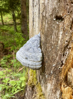 champignon qui s'enflamme avec une simple étincelle de silex 
