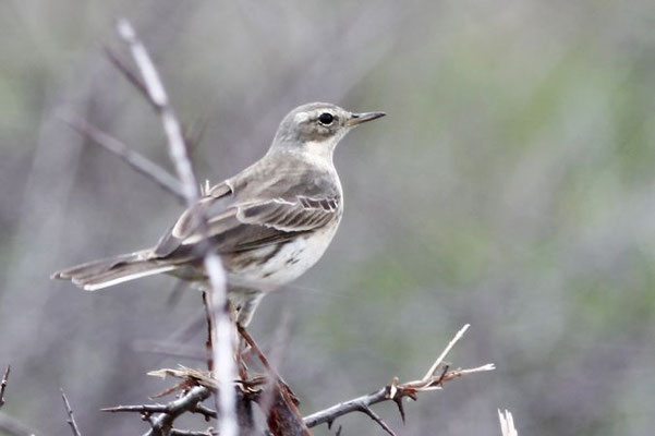 Pipit spioncelle, Rémi Destre