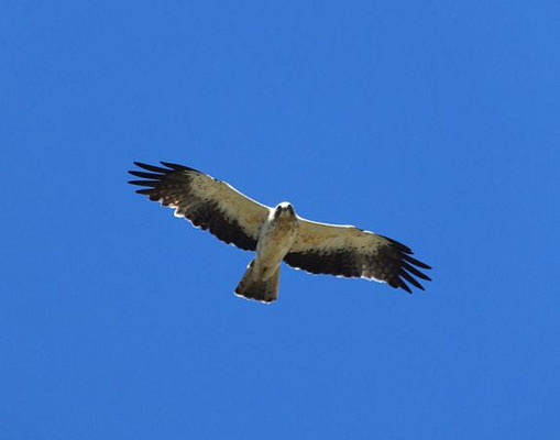 Aigle botté, François Legendre