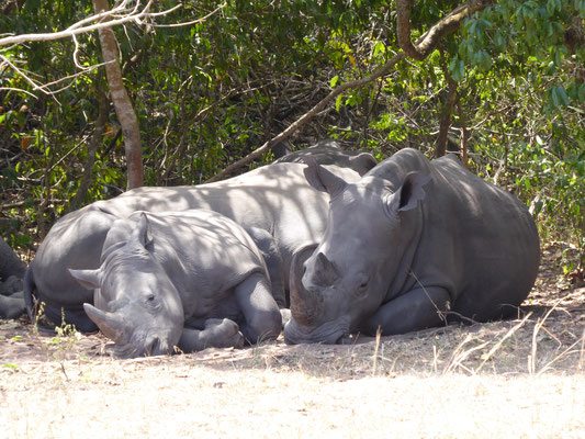 rhinos - not alone