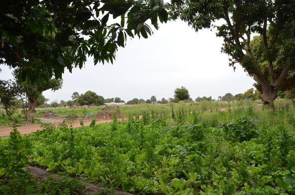 Womens Garden in Serrekunda