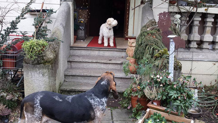 Vorne der Hausherr Hugo. Unser Henry guckt sich auf der Treppe um