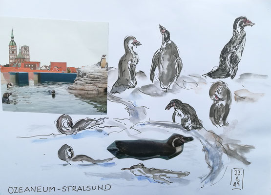 Ozeaneum Stralsund, Humboldt-Pinguine