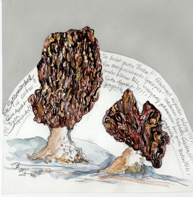 Speisemorchel, 20 x 20 cm