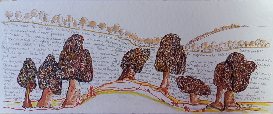 Morchellandschaft, 20 x 50 cm