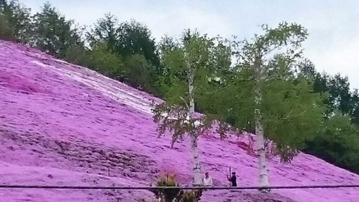 東藻琴芝桜公園    Higasimokoto Moss phlox park