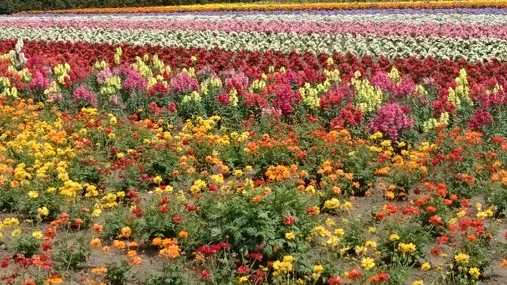 ファーム富田より   Farm Tomita