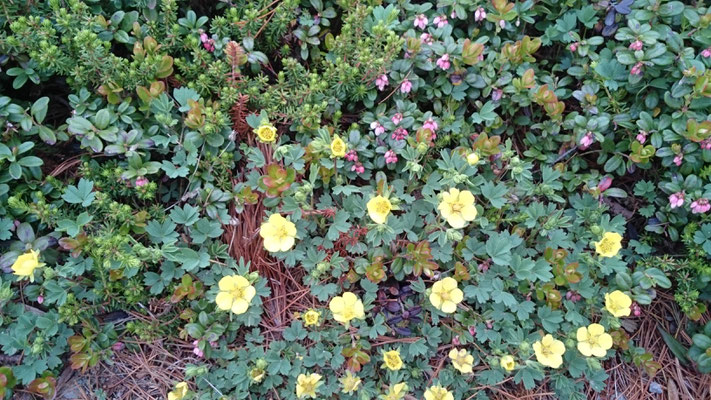 旭岳　高山植物   M't Asahidake  Alpine plant