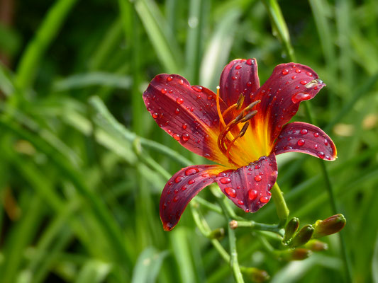 Hemerocallis Sämling HSBS7-2016