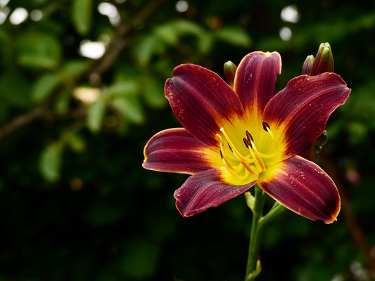 Hemerocallis Sämling HSBS10-2016