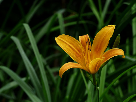 Hemerocallis Sämling  HSBS13-2016