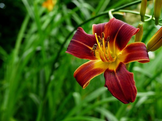 Hemerocallis Sämling  HSBS17-2016